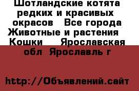 Шотландские котята редких и красивых  окрасов - Все города Животные и растения » Кошки   . Ярославская обл.,Ярославль г.